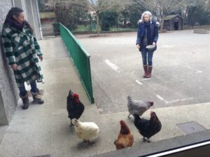 Les poules de l'école montessori du pays viennois à reventin vaugris